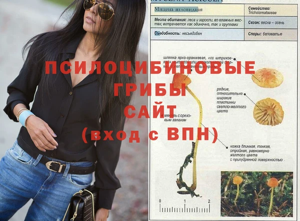 шишки Дмитриев